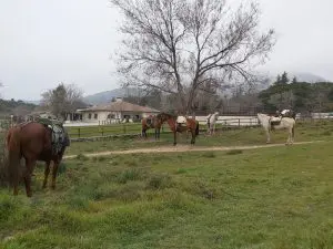 caballos